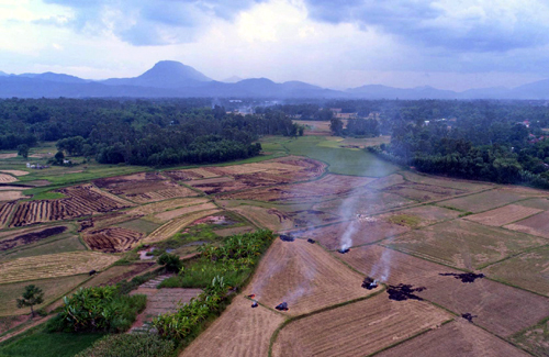 Vì sao nông dân đốt rơm rạ?