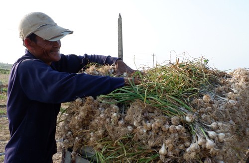 Hàng giả len lỏi lên đảo, tỏi Lý Sơn lo mất thương hiệu