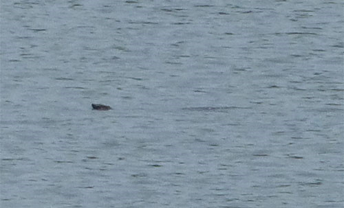 Phát hiện thêm cá thể cùng loài với rùa Hoàn Kiếm ngoài tự nhiên