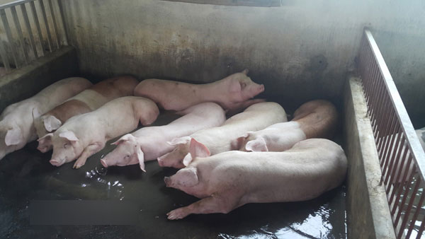 Giá heo hơi hôm nay 13/4: Tiếp tục tăng nóng, cán mốc 4 triệu/tạ