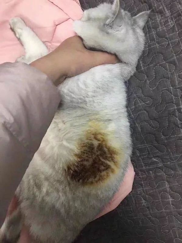 Câu chuyện boss lầy: Đang sưởi thì lăn ra ngủ, chú mèo béo cháy trụi một mảng lông mà không hề hay biết