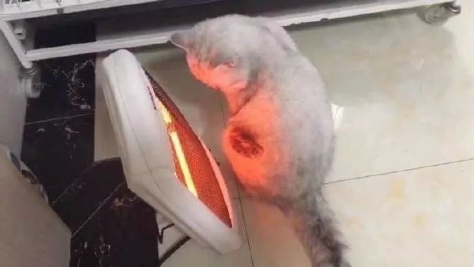 Câu chuyện boss lầy: Đang sưởi thì lăn ra ngủ, chú mèo béo cháy trụi một mảng lông mà không hề hay biết