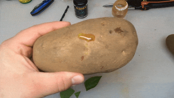 Lạ đời cách trồng cây chanh sai trĩu quả bằng... củ khoai tây, ai cũng muốn học theo