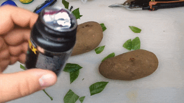 Lạ đời cách trồng cây chanh sai trĩu quả bằng... củ khoai tây, ai cũng muốn học theo