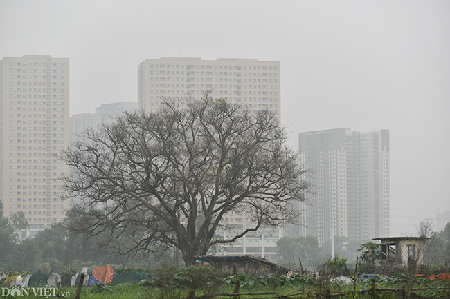 Ảnh: Sương mù mờ mịt bao phủ ngoại thành Hà Nội từ sáng đến trưa