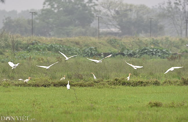 Ảnh: Sương mù mờ mịt bao phủ ngoại thành Hà Nội từ sáng đến trưa