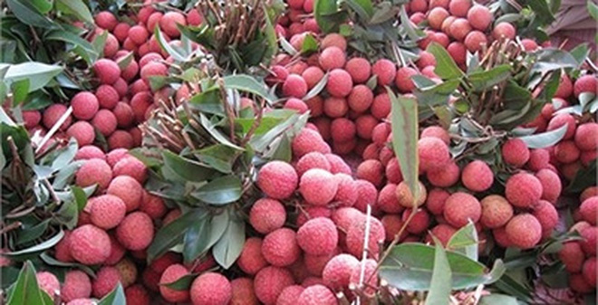 Mùa vải 2018 dự báo bội thu, có lâm cảnh được mùa rớt giá?