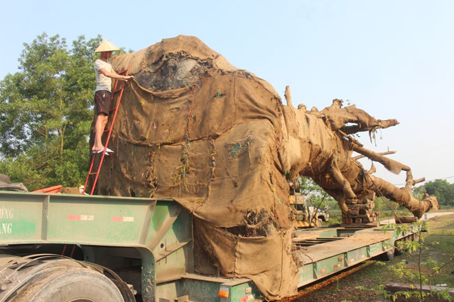 3 cây đa khổng lồ chuẩn bị rời Huế sau nửa tháng giam giữ