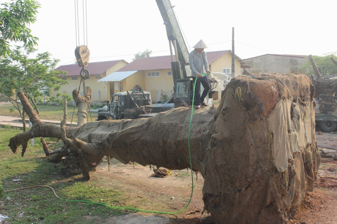 3 cây đa khổng lồ chuẩn bị rời Huế sau nửa tháng giam giữ