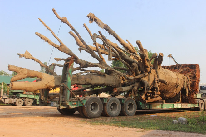 3 cây đa khổng lồ chuẩn bị rời Huế sau nửa tháng giam giữ
