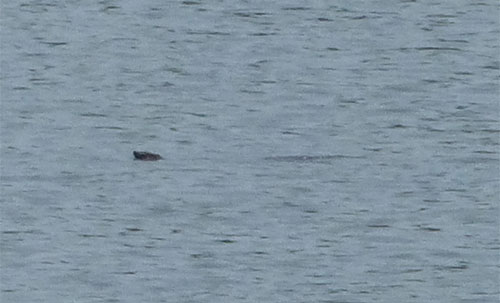 Giới bảo tồn hy vọng ghép đôi hai rùa Hoàn Kiếm hoang dã