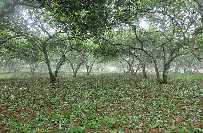 Mận rụng như trải thảm sau mưa đá ở Mộc Châu