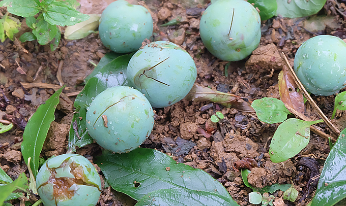 Mận rụng như trải thảm sau mưa đá ở Mộc Châu