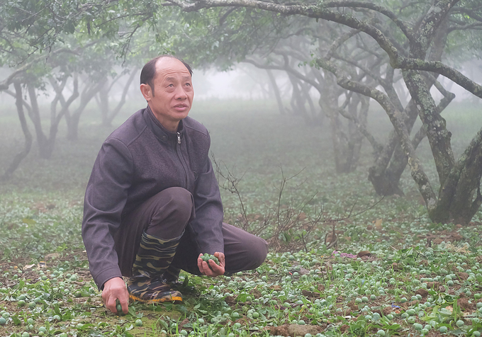 Mận rụng như trải thảm sau mưa đá ở Mộc Châu