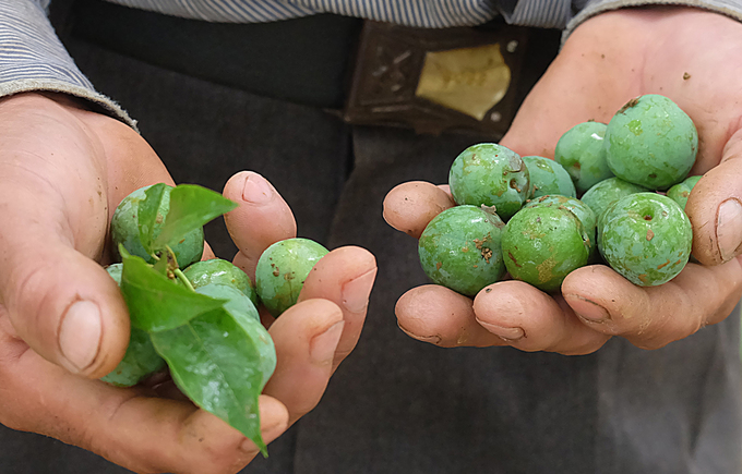 Mận rụng như trải thảm sau mưa đá ở Mộc Châu