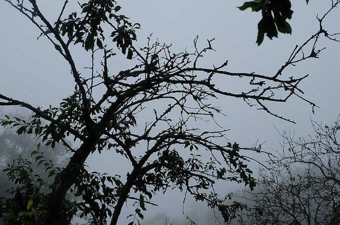 Mận rụng như trải thảm sau mưa đá ở Mộc Châu