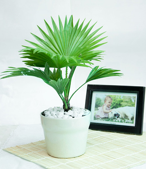 5 loại cây hút ẩm, diệt nấm mốc cực tốt nhất định nên trồng trong nhà mùa này 5 loại cây hút ẩm, diệt nấm mốc cực tốt nhất định nên trồng trong nhà mùa này