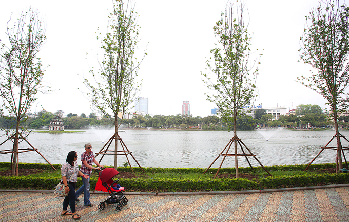 Cây phong ra lá xanh mướt trên phố Hà Nội