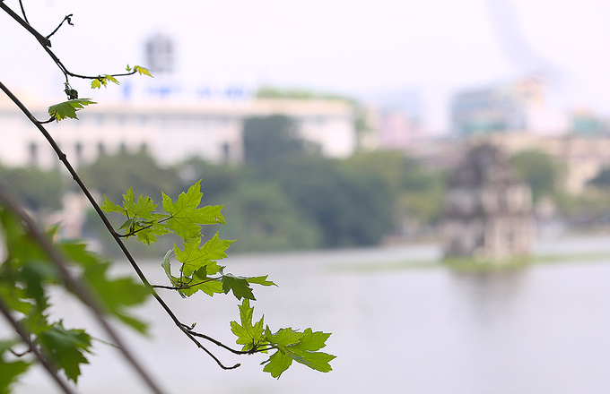 Cây phong ra lá xanh mướt trên phố Hà Nội