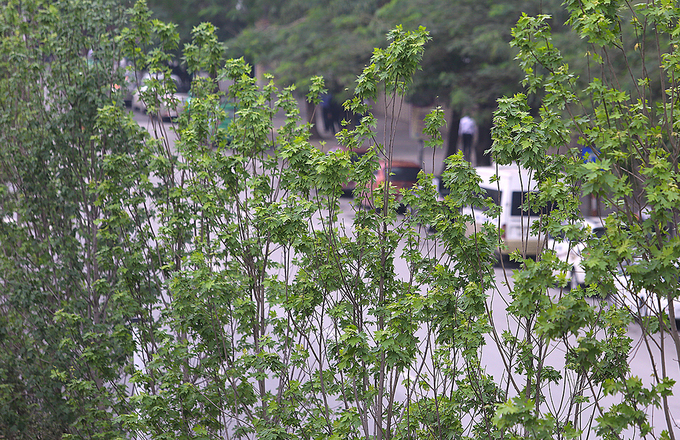 Cây phong ra lá xanh mướt trên phố Hà Nội