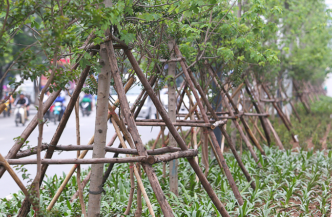 Cây phong ra lá xanh mướt trên phố Hà Nội