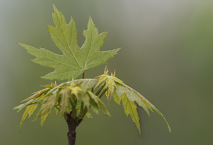 Cây phong ra lá xanh mướt trên phố Hà Nội