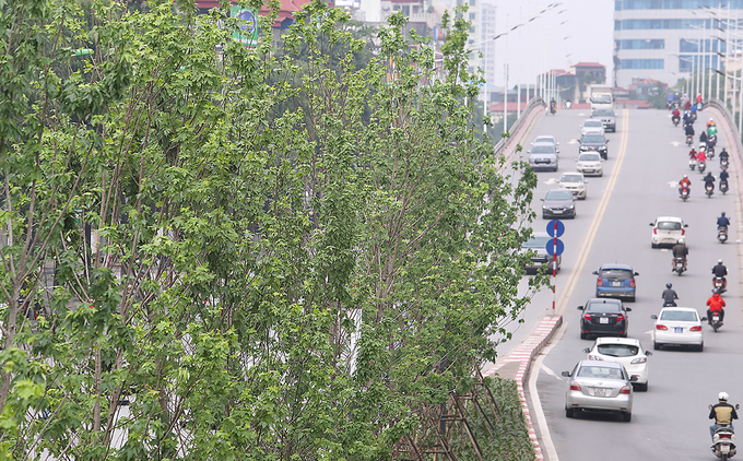 Cây phong ra lá xanh mướt trên phố Hà Nội