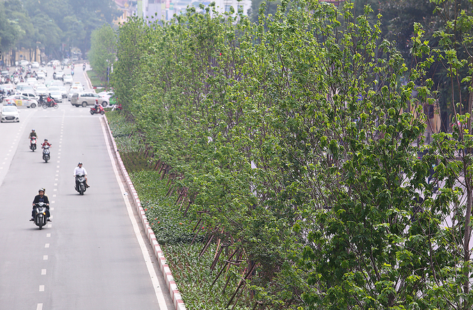 Cây phong ra lá xanh mướt trên phố Hà Nội