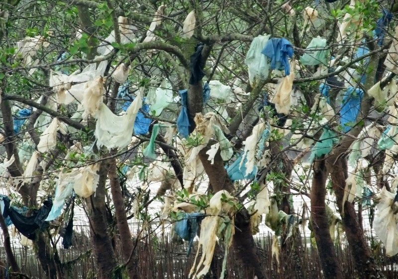 Rừng phòng hộ kêu cứu vì cảnh khủng khiếp khó tin