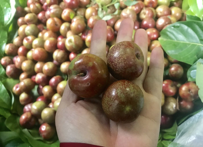 Mận đầu mùa: 200 ngàn/kg chị em thèm chua vét sạch