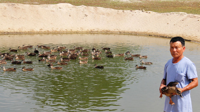 Nuôi vịt trời 1 vốn 4 lời