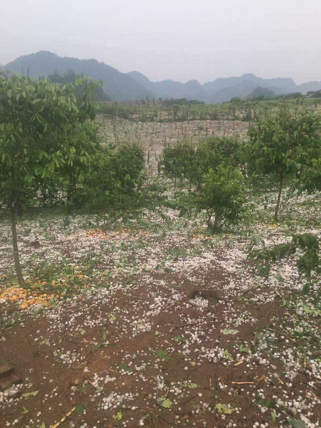 Người dân Mộc Châu có nguy cơ trắng tay vì đào, mơ rụng kín vườn sau cơn mưa đá