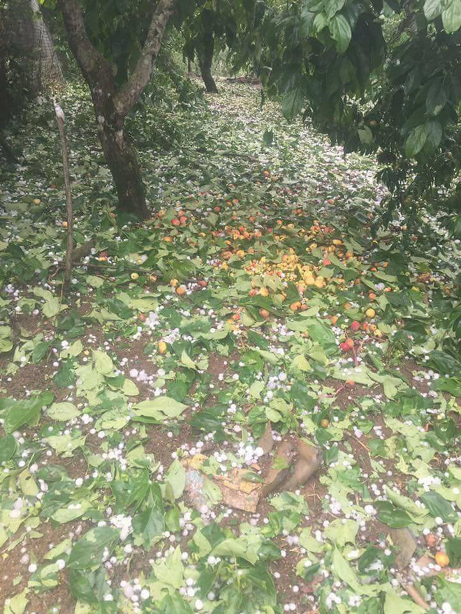 Người dân Mộc Châu có nguy cơ trắng tay vì đào, mơ rụng kín vườn sau cơn mưa đá Người dân Mộc Châu có nguy cơ trắng tay vì đào, mơ rụng kín vườn sau cơn mưa đá