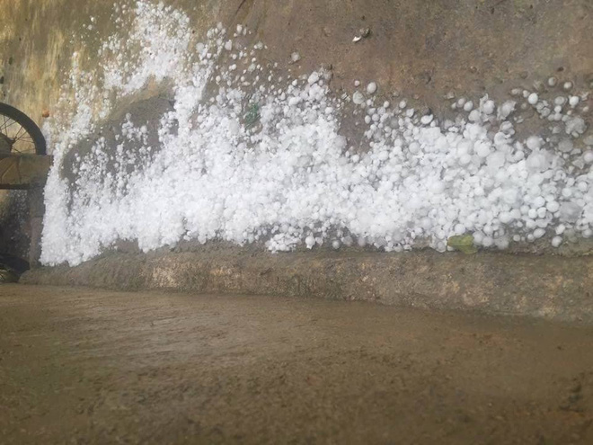 Người dân Mộc Châu có nguy cơ trắng tay vì đào, mơ rụng kín vườn sau cơn mưa đá