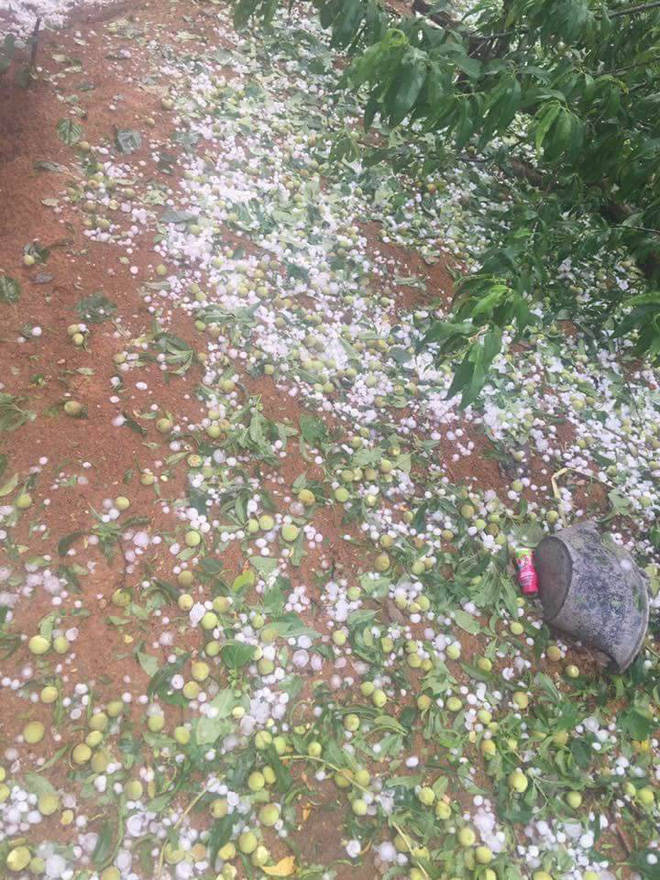 Người dân Mộc Châu có nguy cơ trắng tay vì đào, mơ rụng kín vườn sau cơn mưa đá