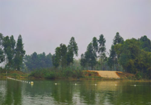 Rùa quý hiếm ở Đồng Mô được phát hiện và bảo vệ thế nào?