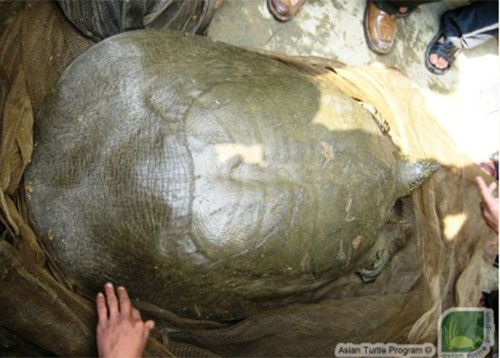 Rùa quý hiếm ở Đồng Mô được phát hiện và bảo vệ thế nào?
