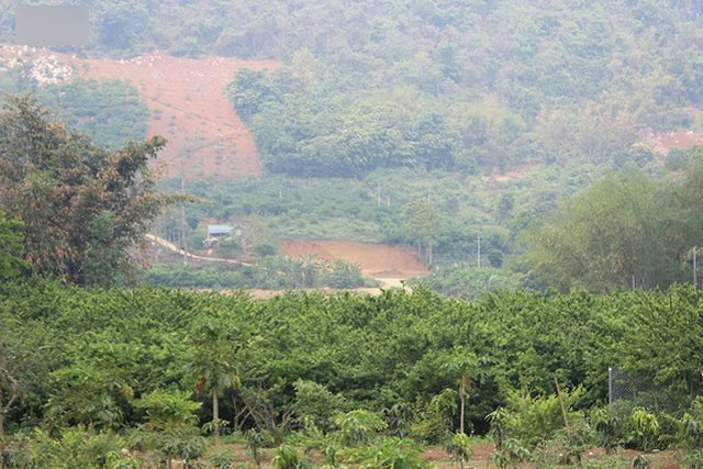 Mận tam hoa được mùa – mất giá, cả nghìn hộ dân Sơn La lao đao