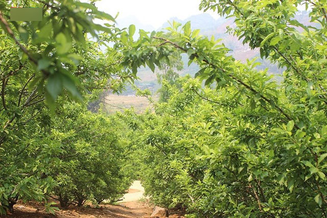 Mận tam hoa được mùa – mất giá, cả nghìn hộ dân Sơn La lao đao