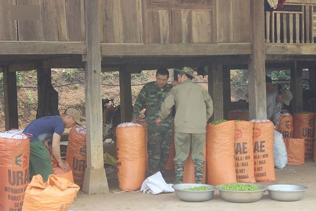 Mận tam hoa được mùa – mất giá, cả nghìn hộ dân Sơn La lao đao