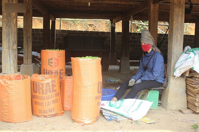 Mận tam hoa được mùa – mất giá, cả nghìn hộ dân Sơn La lao đao