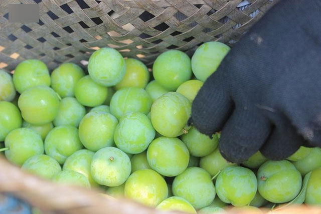 Mận tam hoa được mùa – mất giá, cả nghìn hộ dân Sơn La lao đao