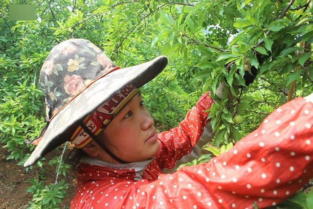 Mận tam hoa được mùa – mất giá, cả nghìn hộ dân Sơn La lao đao Mận tam hoa được mùa – mất giá, cả nghìn hộ dân Sơn La lao đao