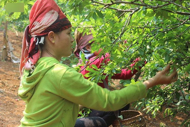 Mận tam hoa được mùa – mất giá, cả nghìn hộ dân Sơn La lao đao Mận tam hoa được mùa – mất giá, cả nghìn hộ dân Sơn La lao đao