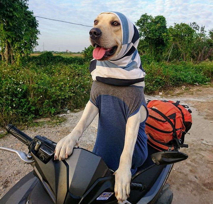 Chú chó Củ Cải gây bão mạng với màn nhớ tên đội bóng, làm toán