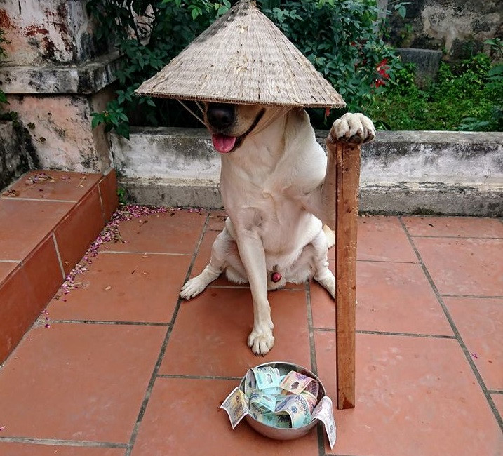 Chú chó Củ Cải gây bão mạng với màn nhớ tên đội bóng, làm toán