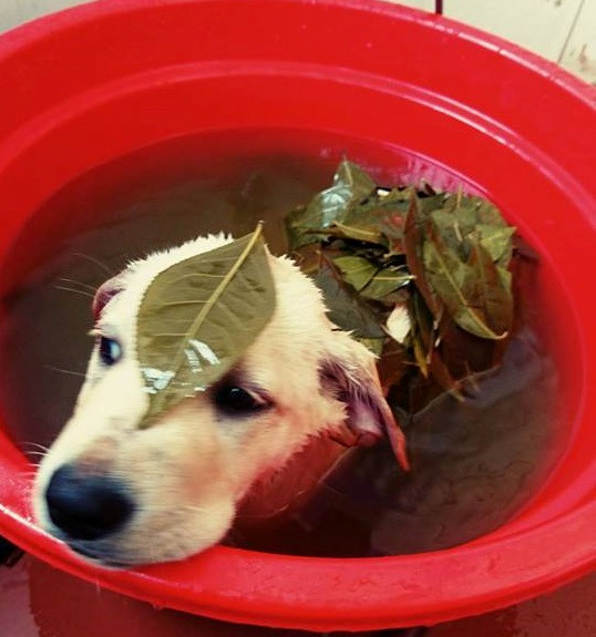 Chú chó Củ Cải gây bão mạng với màn nhớ tên đội bóng, làm toán