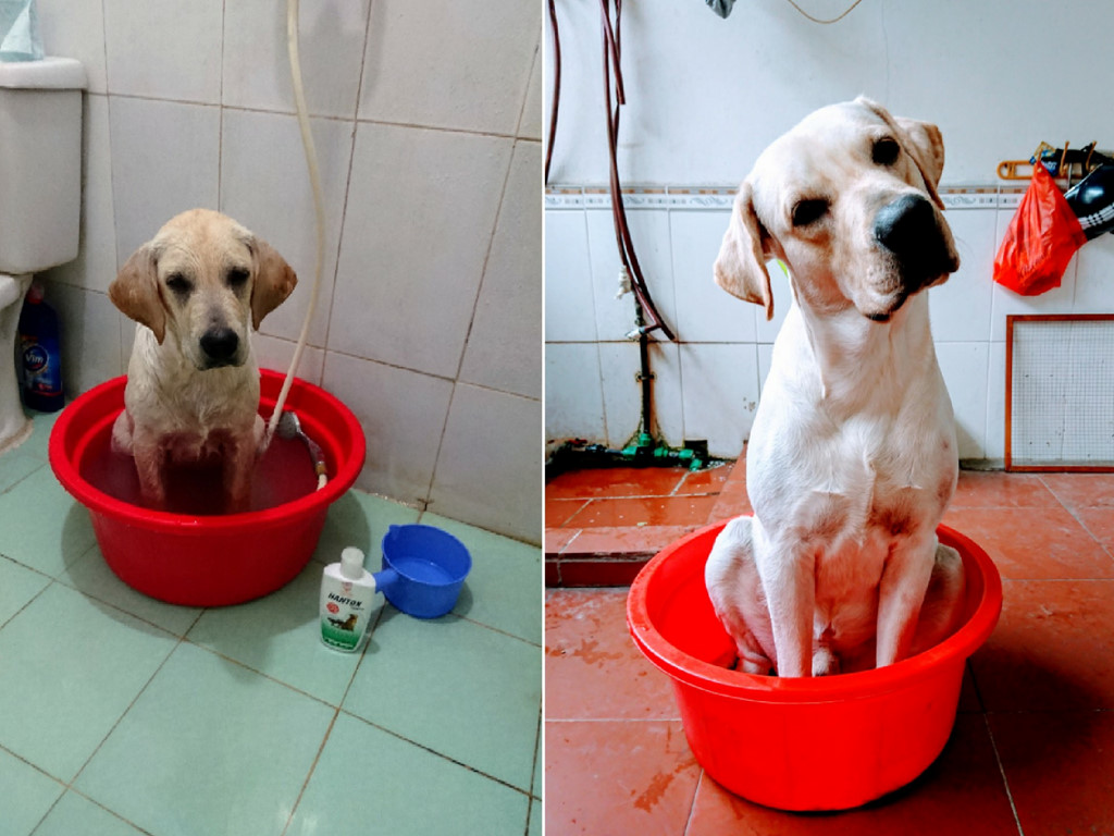 Chú chó Củ Cải gây bão mạng với màn nhớ tên đội bóng, làm toán