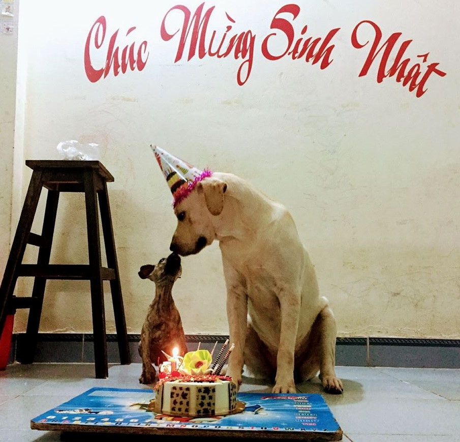 Chú chó Củ Cải gây bão mạng với màn nhớ tên đội bóng, làm toán