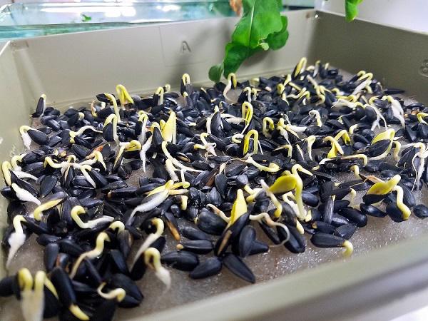 Tự trồng rau mầm hướng dương giòn bùi, 2 tuần là có rau ăn tẹt ga ai cũng mê